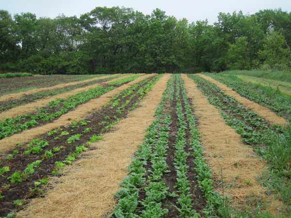 Farley Center field with spinach and lettuce Farley Center field with spinach and lettuce